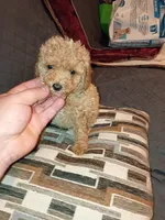Kalua , a female Poodle - Toy  for sale in Bronx, NY – Photo 4 of 10