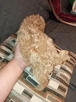 Kalua , a female Poodle - Toy  for sale in Bronx, NY – Photo 9 of 10