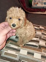 Kalua , a female Poodle - Toy  for sale in Bronx, NY – Photo 7 of 10