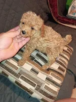 Kalua , a female Poodle - Toy  for sale in Bronx, NY – Photo 8 of 10