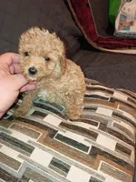 Kalua , a female Poodle - Toy  for sale in Bronx, NY – Photo 5 of 10