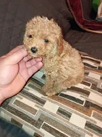 Kalua , a female Poodle - Toy  for sale in Bronx, NY – Photo 2 of 10