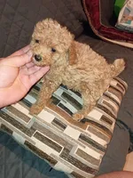 Kalua , a female Poodle - Toy  for sale in Bronx, NY – Photo 10 of 10