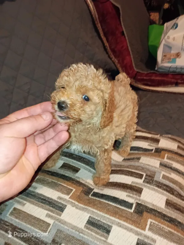 Kalua  – Poodle - Toy  puppy for sale in Bronx, NY