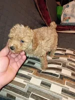 Kalua , a female Poodle - Toy  for sale in Bronx, NY – Photo 3 of 10