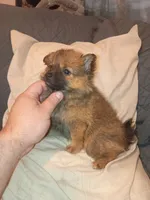 Rossy, a female Pomeranian for sale in Bronx, NY – 2 of 7