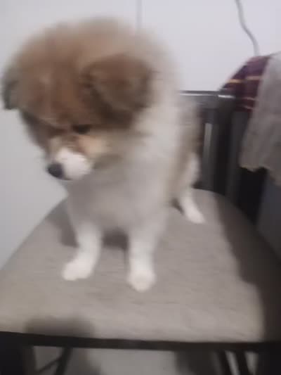 Woody, a male Pomeranian for sale in Bronx, NY – 4 of 4