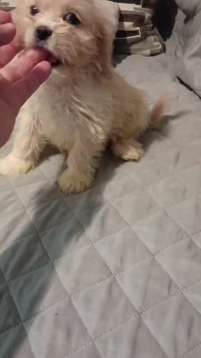 Kiara , a female Maltese and Poodle - Toy  for sale in Bronx, NY – 7 of 7