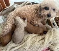 Caramelo , a male Poodle - Toy  for sale in Bronx, NY – 2 of 9