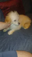 Fiona , a female Poodle - Toy  and Poodle - Miniature  for sale in Bronx, NY – 2 of 4