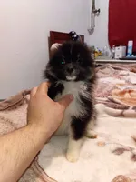 Sponky , a male Pomeranian for sale in Bronx, NY – 2 of 8