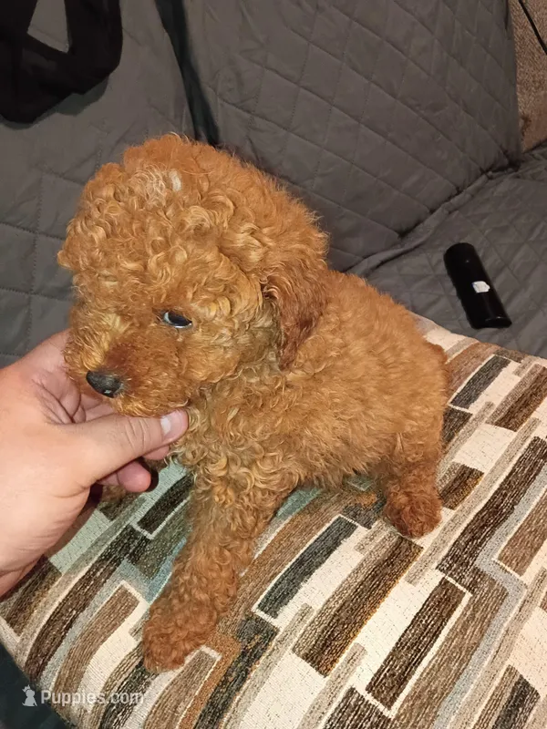 Stuart  – Poodle - Toy  puppy for sale in Bronx, NY