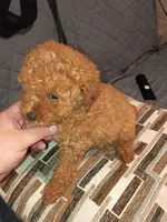 Stuart , a male Poodle - Toy  for sale in Bronx, NY – Photo 3 of 8