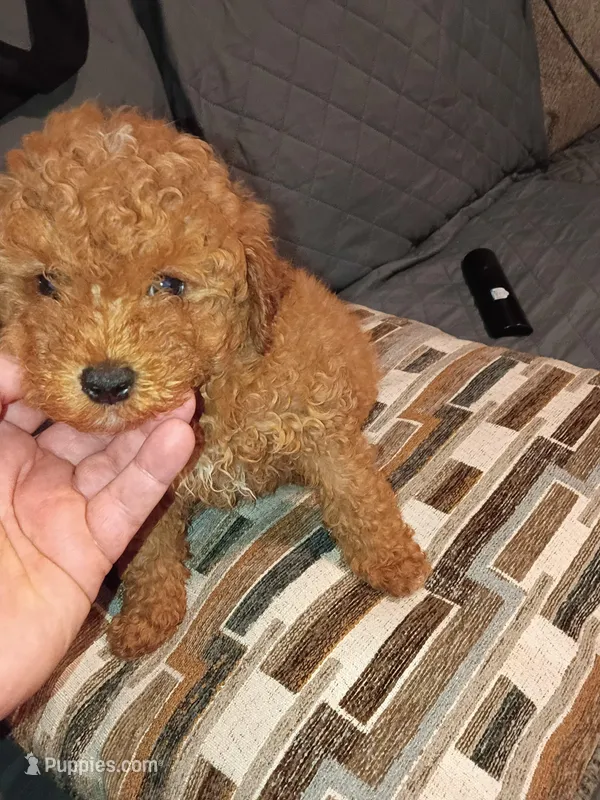 Stuart  – Poodle - Toy  puppy for sale in Bronx, NY