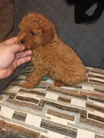 Stuart , a male Poodle - Toy  for sale in Bronx, NY – Photo 5 of 8