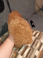 Stuart , a male Poodle - Toy  for sale in Bronx, NY – Photo 2 of 8