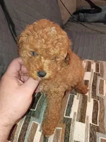 Stuart , a male Poodle - Toy  for sale in Bronx, NY – Photo 6 of 8