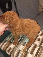 Stuart , a male Poodle - Toy  for sale in Bronx, NY – Photo 4 of 8