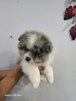 Toby , a male Pomeranian for sale in Bronx, NY – Photo 2 of 3