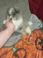 Sponky , a male Pomeranian for sale in Bronx, NY – Photo 7 of 7