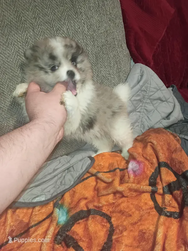 Toby  – Pomeranian puppy for sale in Bronx, NY