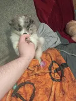 Sponky , a male Pomeranian for sale in Bronx, NY – Photo 3 of 7