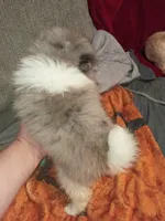 Sponky , a male Pomeranian for sale in Bronx, NY – Photo 6 of 7