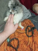 Sponky , a male Pomeranian for sale in Bronx, NY – Photo 2 of 7