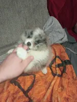 Sponky , a male Pomeranian for sale in Bronx, NY – Photo 5 of 7