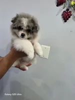 Toby , a male Pomeranian for sale in Bronx, NY – Photo 1 of 3