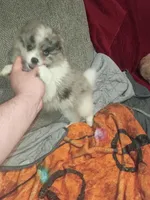 Sponky , a male Pomeranian for sale in Bronx, NY – Photo 4 of 7