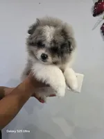 Toby , a male Pomeranian for sale in Bronx, NY – Photo 3 of 3