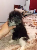 Sponky , a male Pomeranian for sale in Bronx, NY – 6 of 8