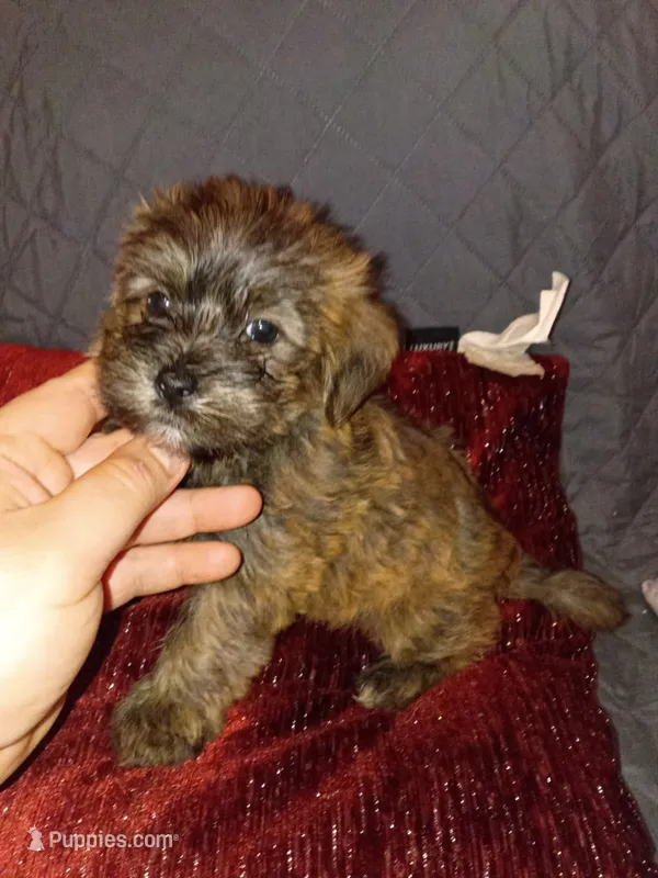 Toby  – Shih Tzu, Yorkshire Terrier puppy for sale in Bronx, NY