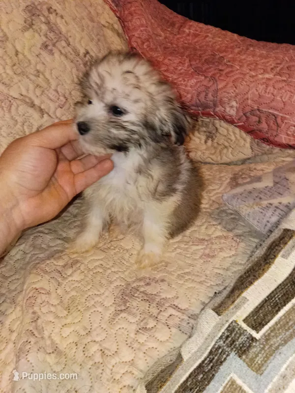 Caramelo y Dolly  – Maltese, Poodle - Toy  puppy for sale in Bronx, NY