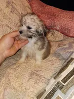 Caramelo y Dolly , a male Maltese and Poodle - Toy  for sale in Bronx, NY – 4 of 10