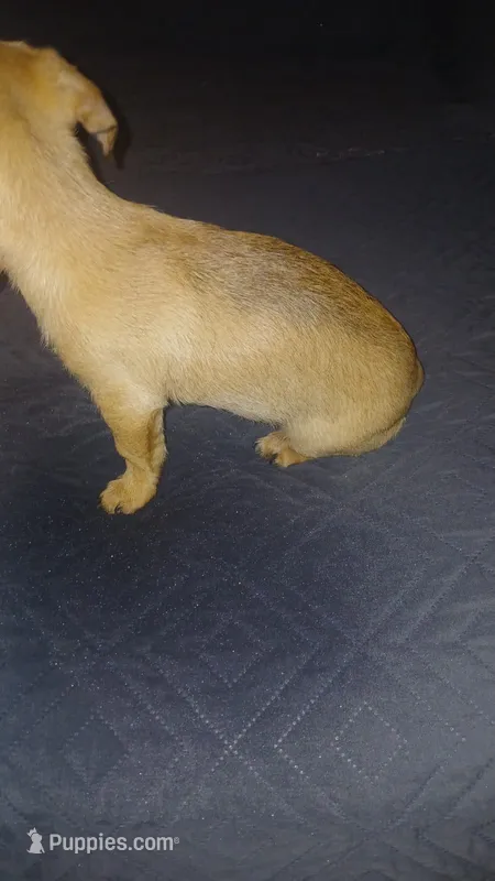 Valentina  – Dachshund, Miniature Dachshund puppy for sale in Bronx, NY