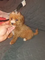 Kiara , a female Poodle - Toy  for sale in Bronx, NY – 2 of 10