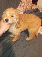 Balentina , a female Poodle - Toy  and Poodle - Miniature  for sale in Bronx, NY – 2 of 10