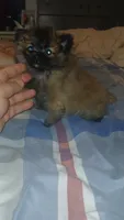 Garu , a male Pomeranian for sale in Bronx, NY – 2 of 8