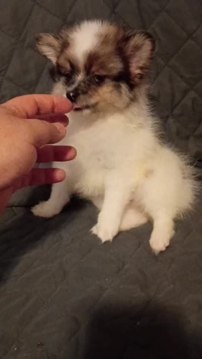 Danna , a female Pomeranian for sale in Bronx, NY – 8 of 9
