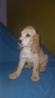 Stitch, a male Cocker Spaniel for sale in Bronx, NY – 3 of 7
