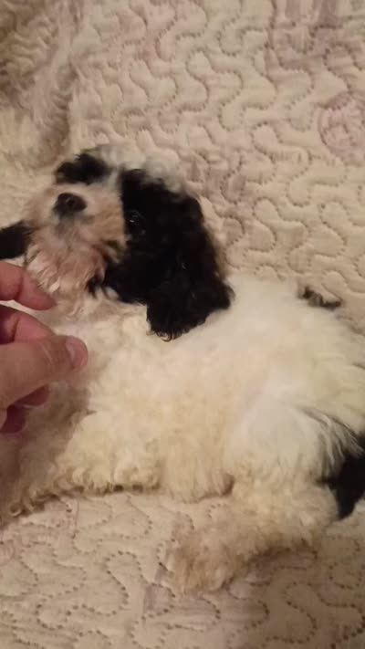 Pandita , a male Poodle - Toy  for sale in Bronx, NY – 5 of 5