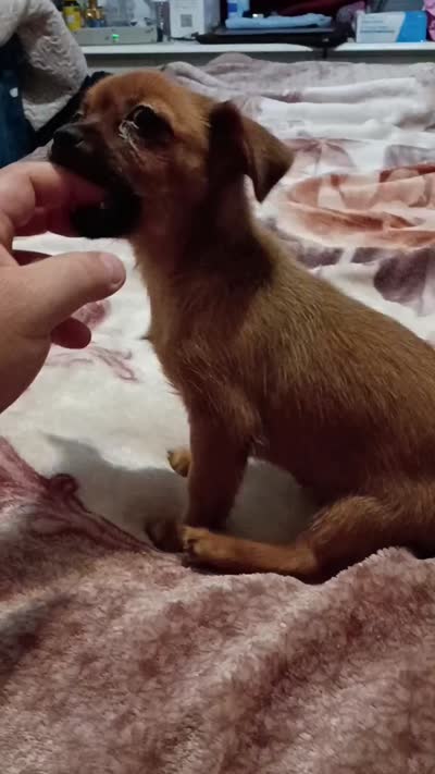 Melody , a female Chihuahua and Yorkshire Terrier for sale in Bronx, NY – 7 of 8