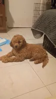 Dana , a female Poodle - Miniature  for sale in Bronx, NY – 3 of 3