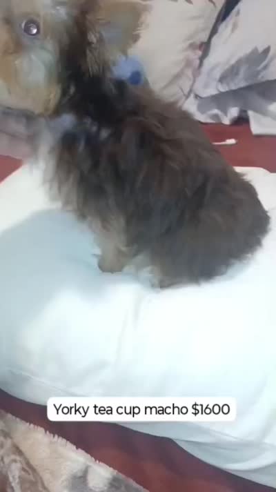 Pulgarcito , a male Yorkshire Terrier for sale in Bronx, NY – 8 of 8