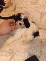 Pandita , a male Poodle - Toy  for sale in Bronx, NY – 4 of 5