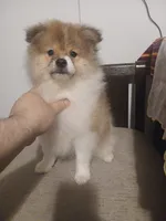 Woody, a male Pomeranian for sale in Bronx, NY – 2 of 4