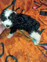 Toby , a male Poodle - Miniature  for sale in Bronx, NY – 2 of 4