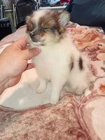 Dana , a female Pomeranian for sale in Bronx, NY – 1 of 8